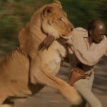 masti ke mood mein galti kar betha aadmi, sher ne sikhaya sabak