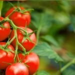 tamatar ne petrol ko pachada delhi ncr me kimat 100 ke par