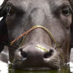 how buffalo itself resolved the dispute in up