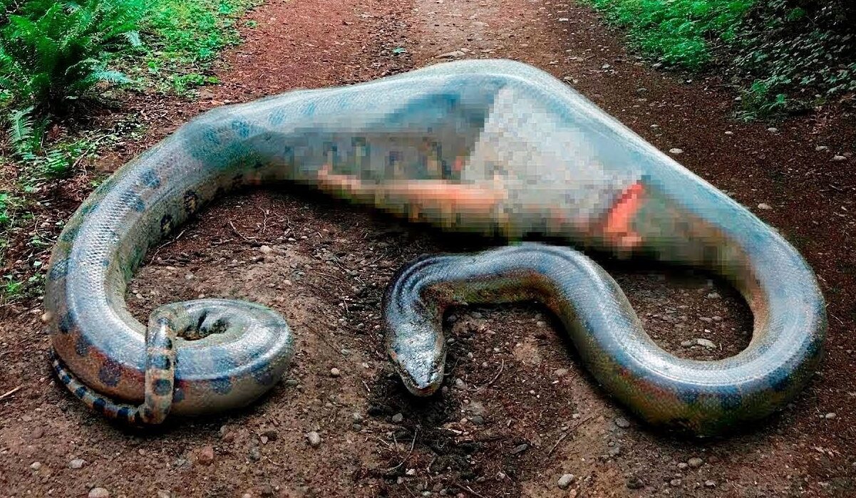 huge python tries to swallow man